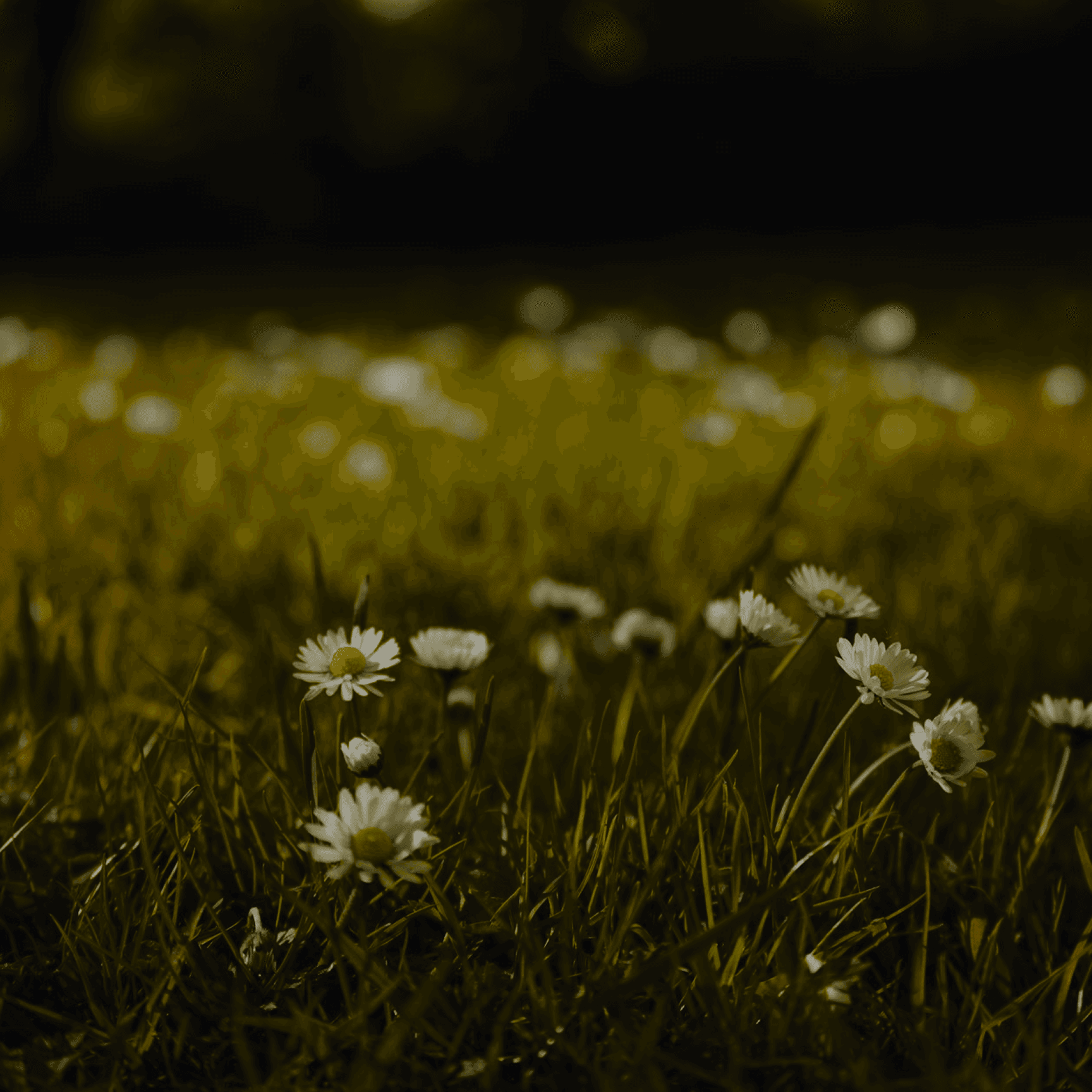 Image of grass and dandelions