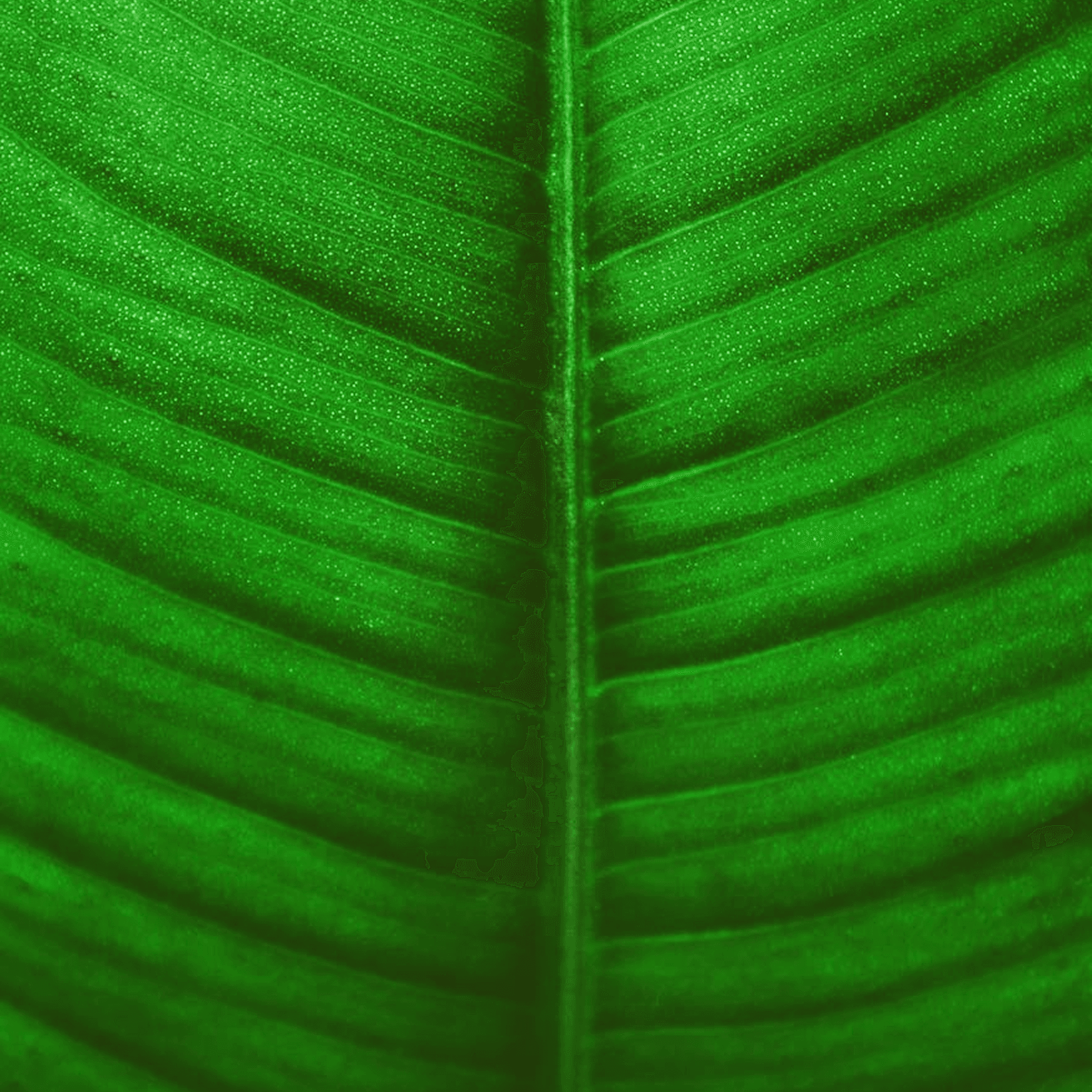 Leaf macro shot